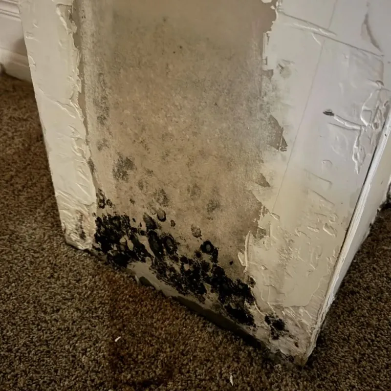 Professional Mold Removal in Grand Forks, ND